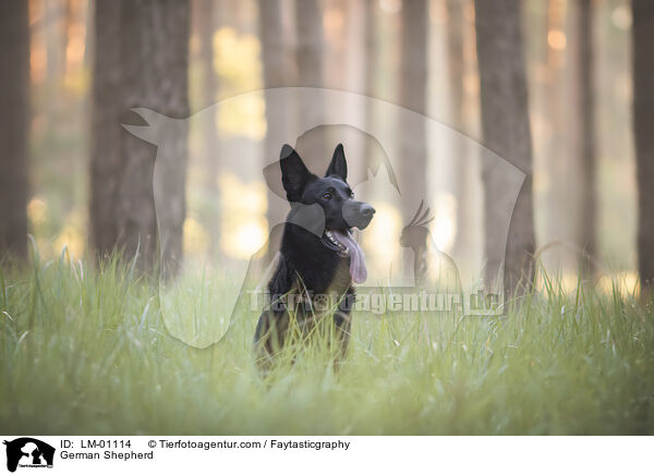 Deutscher Schferhund / German Shepherd / LM-01114