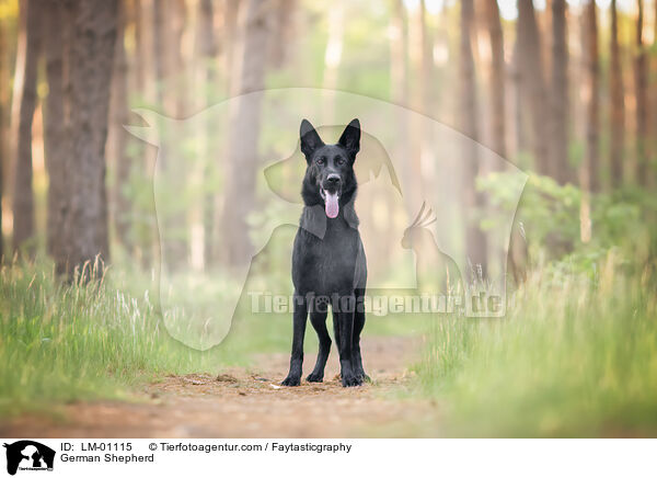 Deutscher Schferhund / German Shepherd / LM-01115
