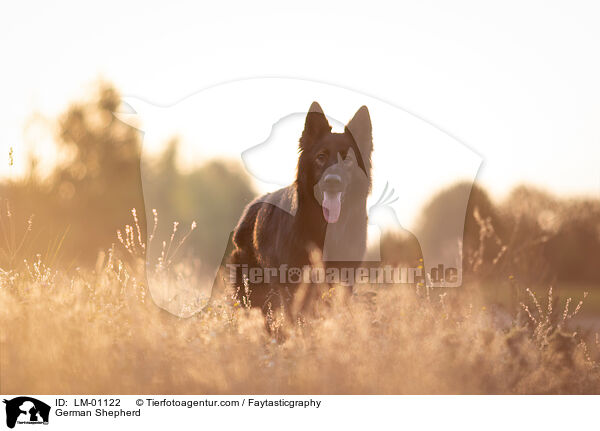 Deutscher Schferhund / German Shepherd / LM-01122