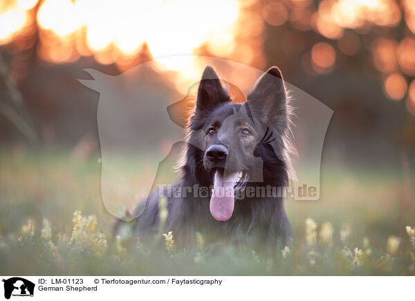 Deutscher Schferhund / German Shepherd / LM-01123