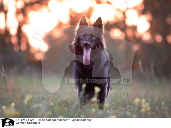 Deutscher Schferhund / German Shepherd / LM-01125