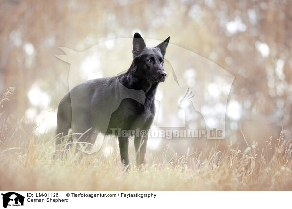 Deutscher Schferhund / German Shepherd / LM-01126