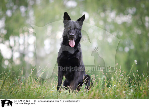 Deutscher Schferhund / German Shepherd / LM-01128