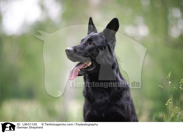 Deutscher Schferhund / German Shepherd / LM-01129