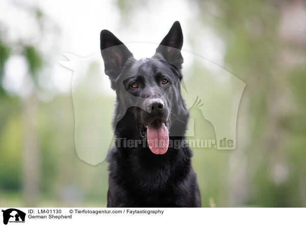 Deutscher Schferhund / German Shepherd / LM-01130