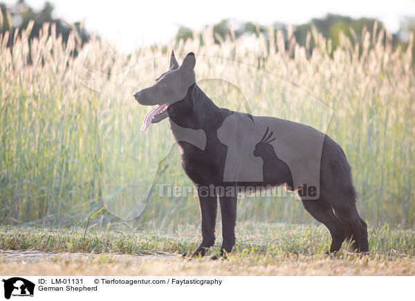 Deutscher Schferhund / German Shepherd / LM-01131