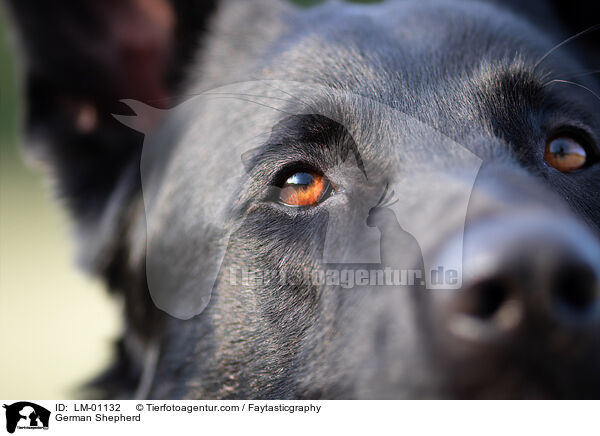 Deutscher Schferhund / German Shepherd / LM-01132