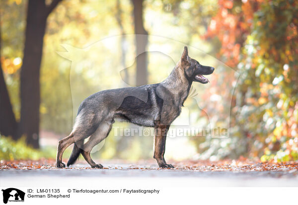 Deutscher Schferhund / German Shepherd / LM-01135