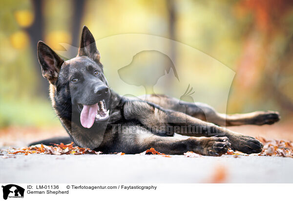 German Shepherd / LM-01136