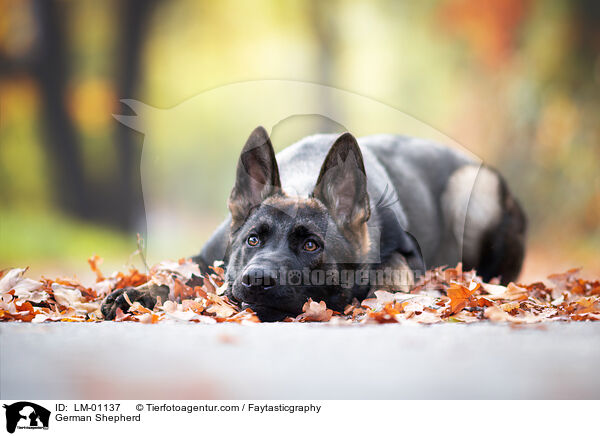 Deutscher Schferhund / German Shepherd / LM-01137