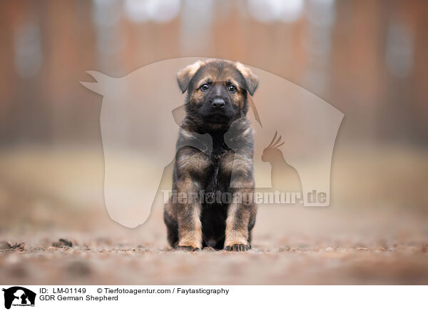DDR Deutscher Schferhund / GDR German Shepherd / LM-01149