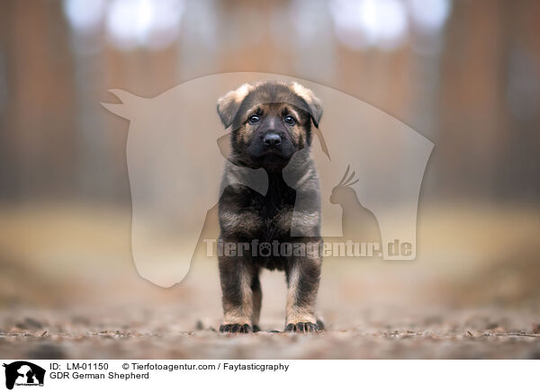 DDR Deutscher Schferhund / GDR German Shepherd / LM-01150