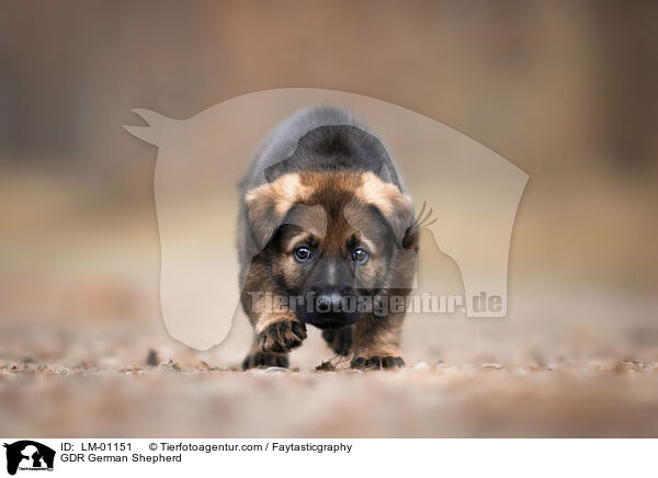 GDR German Shepherd / LM-01151