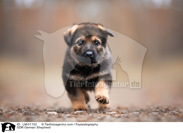 DDR Deutscher Schferhund / GDR German Shepherd / LM-01152
