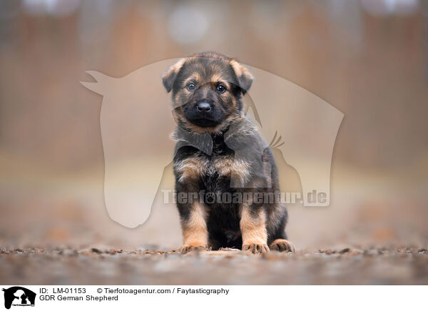 DDR Deutscher Schferhund / GDR German Shepherd / LM-01153