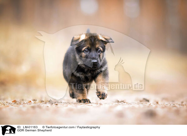 DDR Deutscher Schferhund / GDR German Shepherd / LM-01163