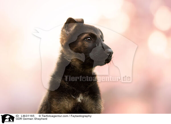 DDR Deutscher Schferhund / GDR German Shepherd / LM-01165