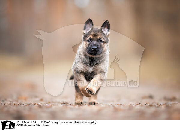 DDR Deutscher Schferhund / GDR German Shepherd / LM-01168