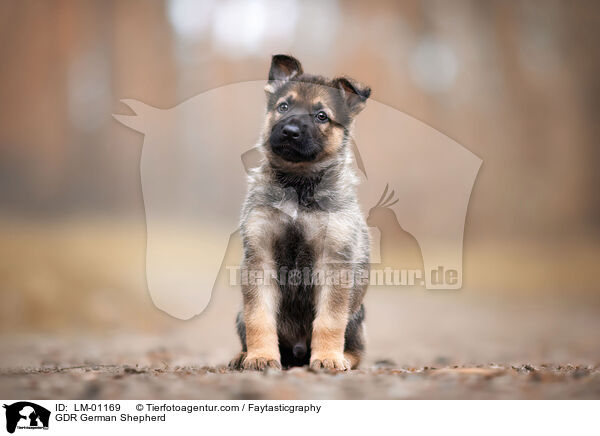 DDR Deutscher Schferhund / GDR German Shepherd / LM-01169
