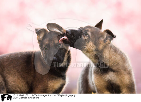 GDR German Shepherd / LM-01170