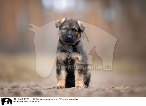 DDR Deutscher Schferhund / GDR German Shepherd / LM-01174