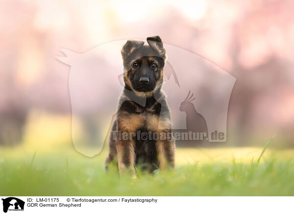 DDR Deutscher Schferhund / GDR German Shepherd / LM-01175