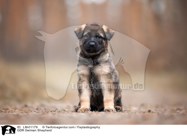 DDR Deutscher Schferhund / GDR German Shepherd / LM-01179