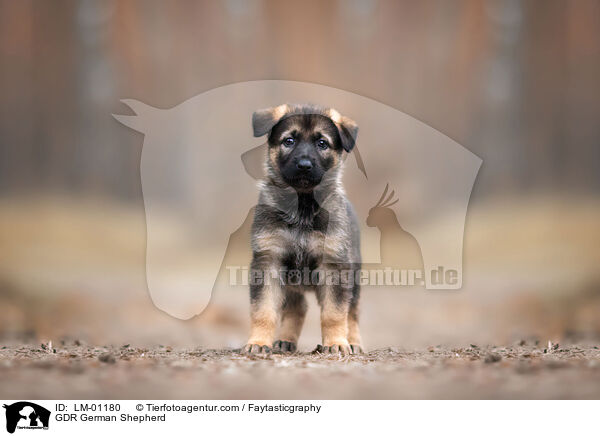 DDR Deutscher Schferhund / GDR German Shepherd / LM-01180