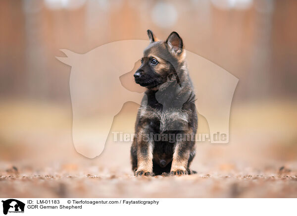 DDR Deutscher Schferhund / GDR German Shepherd / LM-01183