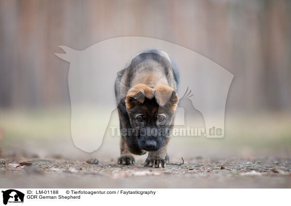 DDR Deutscher Schferhund / GDR German Shepherd / LM-01188