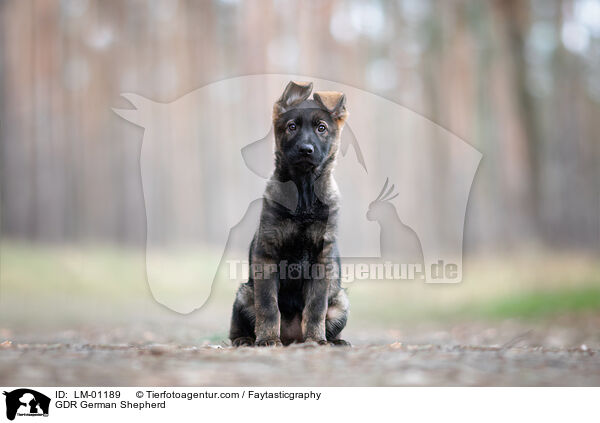 DDR Deutscher Schferhund / GDR German Shepherd / LM-01189