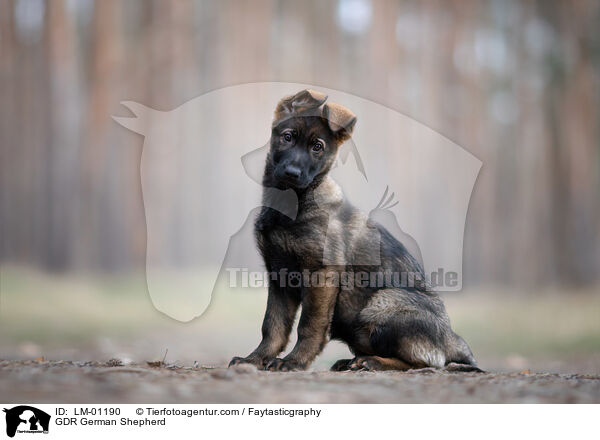 DDR Deutscher Schferhund / GDR German Shepherd / LM-01190