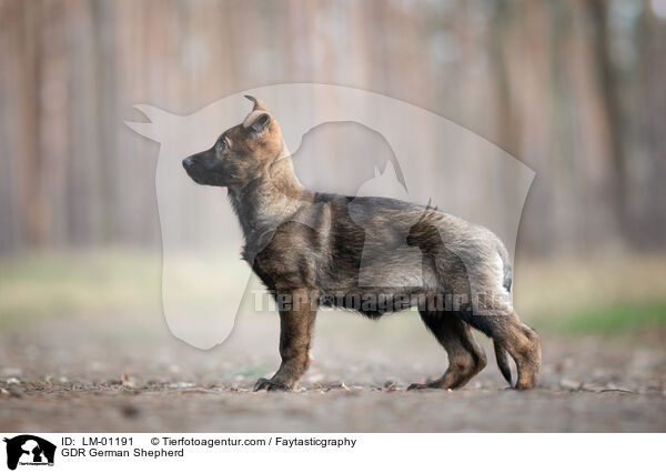 DDR Deutscher Schferhund / GDR German Shepherd / LM-01191