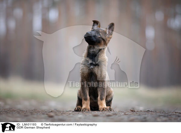 DDR Deutscher Schferhund / GDR German Shepherd / LM-01193