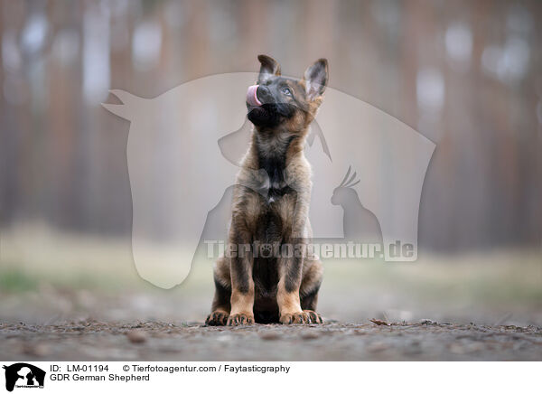 DDR Deutscher Schferhund / GDR German Shepherd / LM-01194