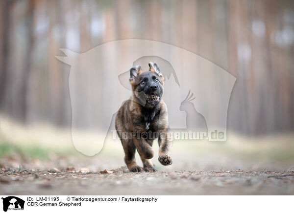DDR Deutscher Schferhund / GDR German Shepherd / LM-01195