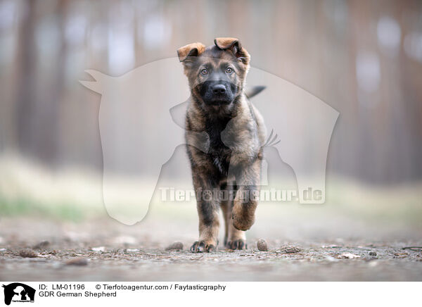 DDR Deutscher Schferhund / GDR German Shepherd / LM-01196