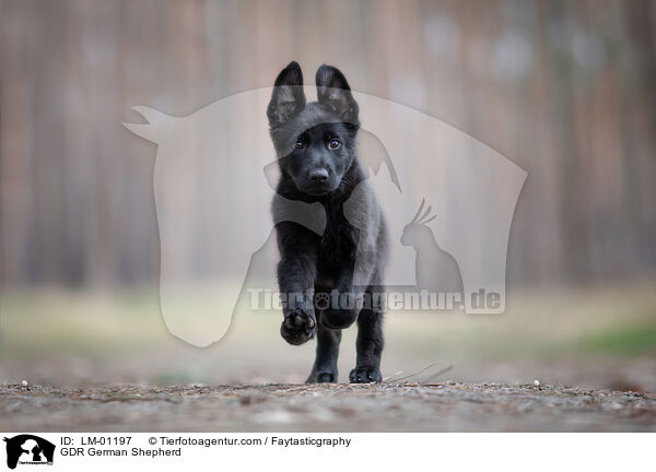 DDR Deutscher Schferhund / GDR German Shepherd / LM-01197