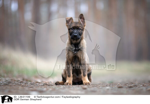 DDR Deutscher Schferhund / GDR German Shepherd / LM-01199