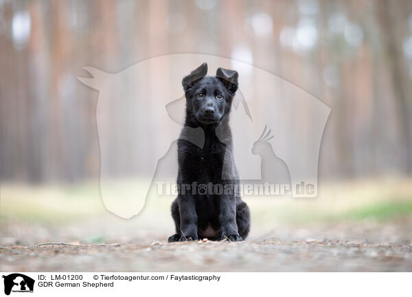 DDR Deutscher Schferhund / GDR German Shepherd / LM-01200