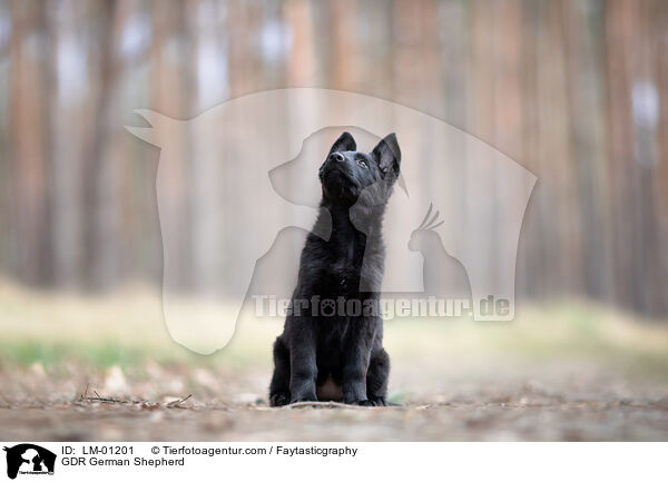 DDR Deutscher Schferhund / GDR German Shepherd / LM-01201