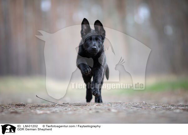 DDR Deutscher Schferhund / GDR German Shepherd / LM-01202
