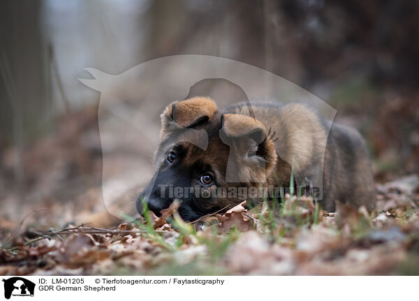 DDR Deutscher Schferhund / GDR German Shepherd / LM-01205
