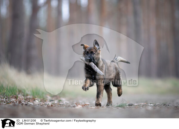 DDR Deutscher Schferhund / GDR German Shepherd / LM-01206