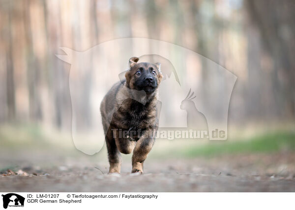 DDR Deutscher Schferhund / GDR German Shepherd / LM-01207