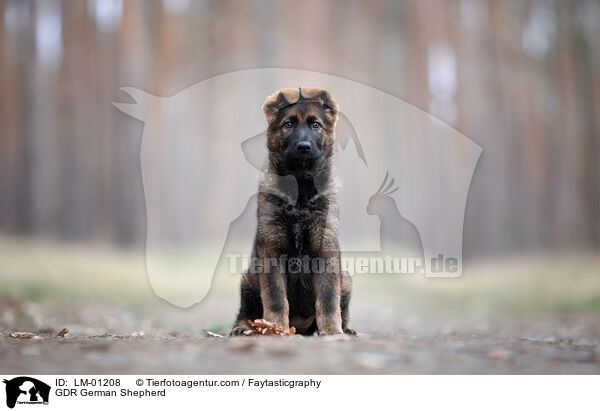 DDR Deutscher Schferhund / GDR German Shepherd / LM-01208