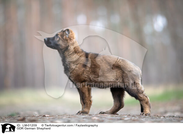 DDR Deutscher Schferhund / GDR German Shepherd / LM-01209