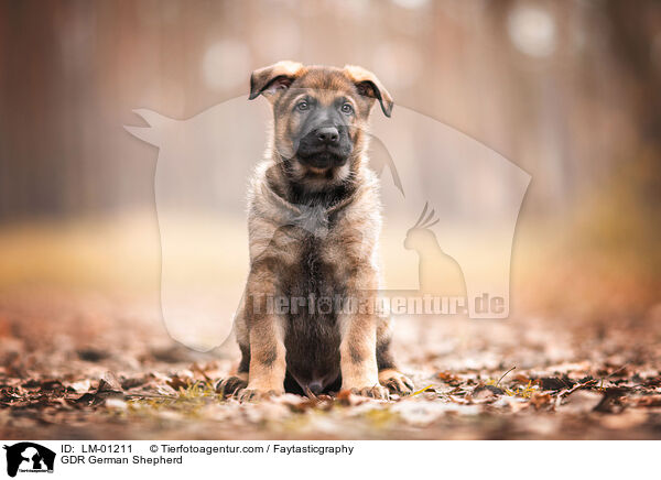 DDR Deutscher Schferhund / GDR German Shepherd / LM-01211