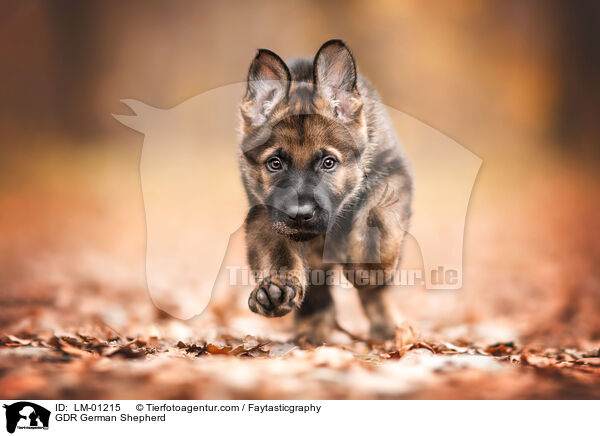 DDR Deutscher Schferhund / GDR German Shepherd / LM-01215