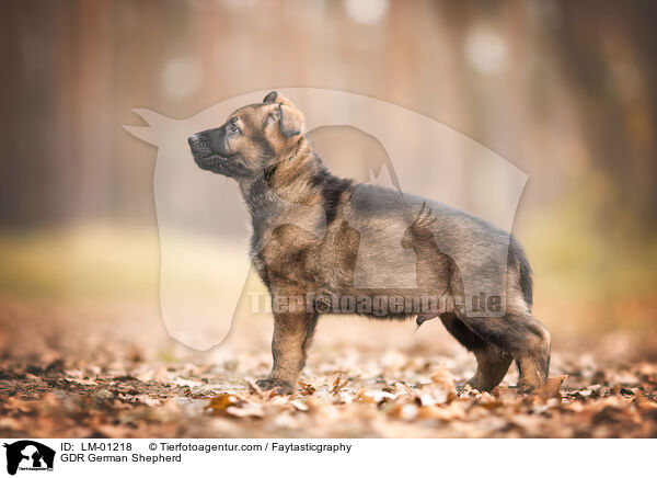 DDR Deutscher Schferhund / GDR German Shepherd / LM-01218